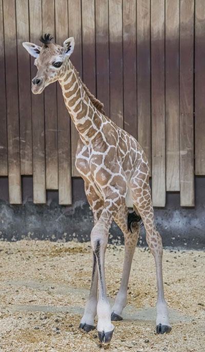 Image of a baby giraffe. 