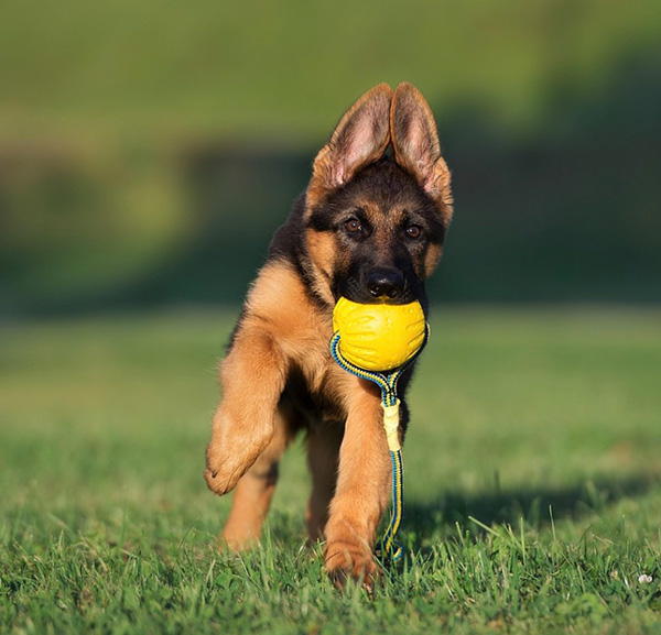 German Shephard puppy with a yellow ball in its mouth. 