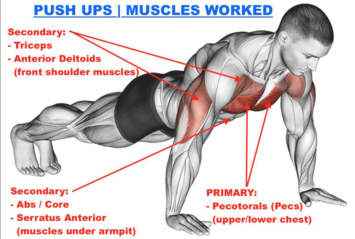 Illustration showing muscles used during a push up. 