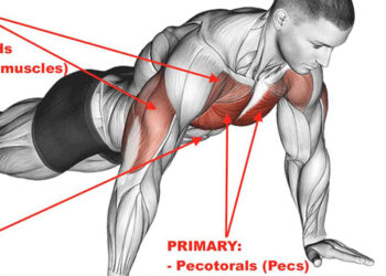 Illustration showing muscles used during a push up.