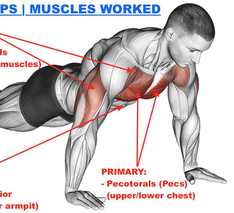 Illustration showing muscles used during a push up.